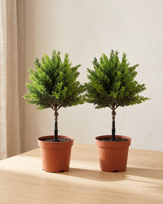 Two artificial mini Christmas trees side by side in plain nursery pots on a pale oak table; each order is two trees, and no pot is included