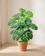 The same monstera bush in the corner of a bare sunlit room with pale oak floorboards
