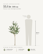 Size guide: 55 in / 140 cm artificial olive tree, no pot, to scale beside a 5 ft 9 figure, with the sections in the box