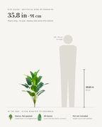 Size guide: artificial bird of paradise, 35.8 in / 91 cm tall with 24 leaves, shown beside a 5 foot 9 figure