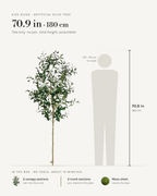 Size guide: 71 in / 180 cm artificial olive tree, no pot, to scale beside a 5 ft 9 figure, with the sections in the box