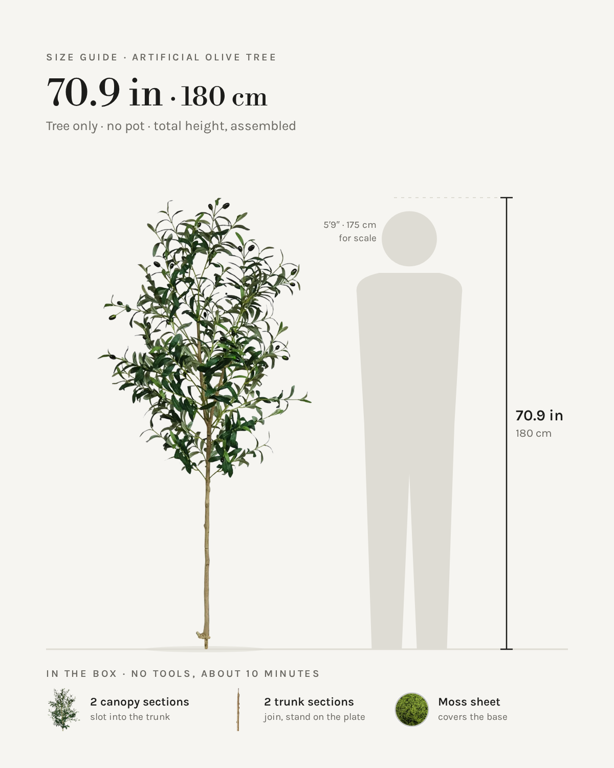 Size guide: 71 in / 180 cm artificial olive tree, no pot, to scale beside a 5 ft 9 figure, with the sections in the box