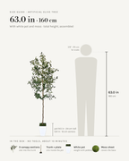 Size guide: 63 in / 160 cm artificial olive tree with white pot and moss, to scale beside a 5 ft 9 figure, with the sections in the box