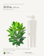 Leaf style: green, shown at 55.9 in beside a 5 ft 9 in figure