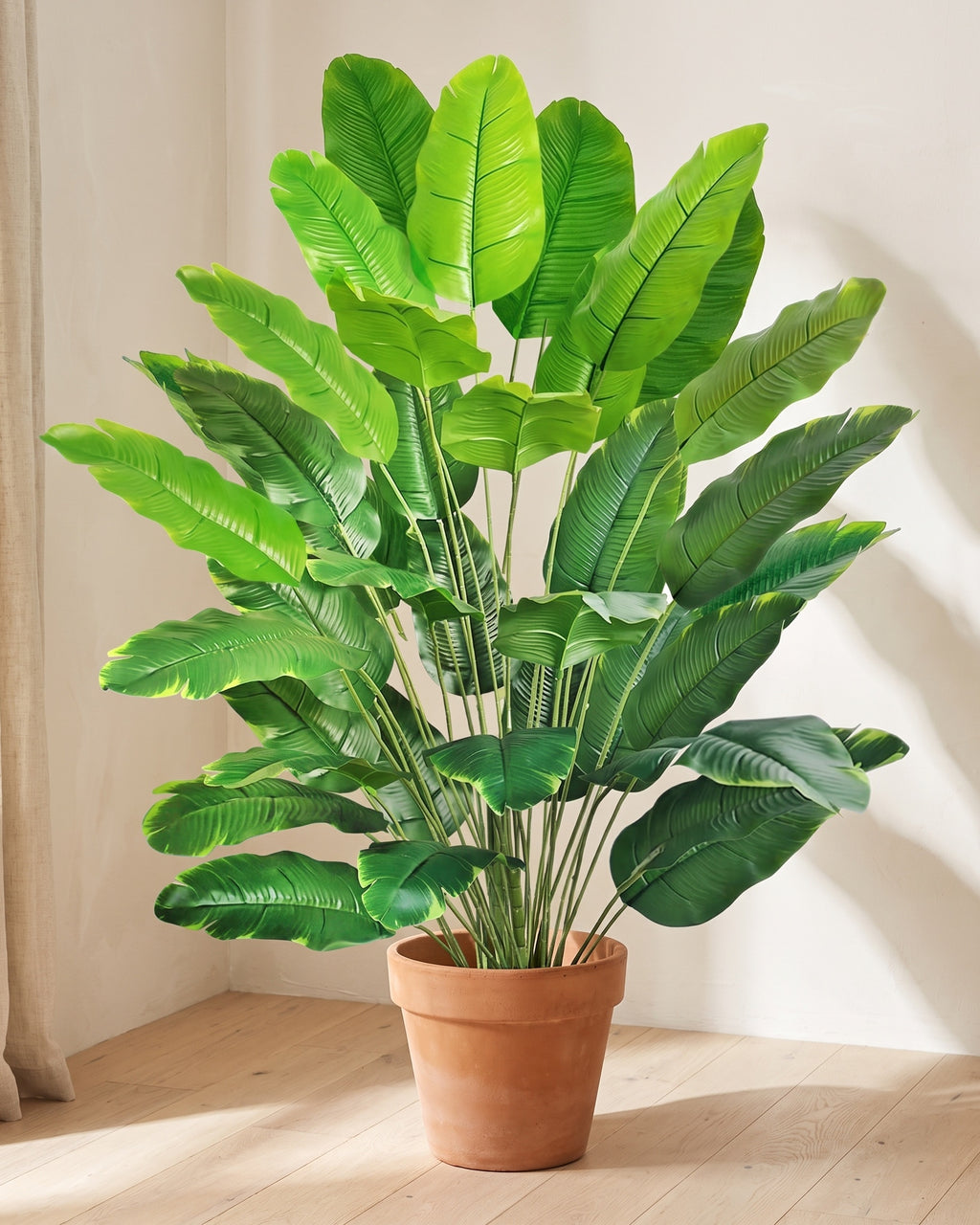 The same banana leaf plant in the corner of a bare sunlit room with pale oak floorboards