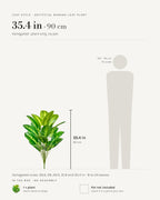 Leaf style: variegated, shown at 35.4 in beside a 5 ft 9 in figure