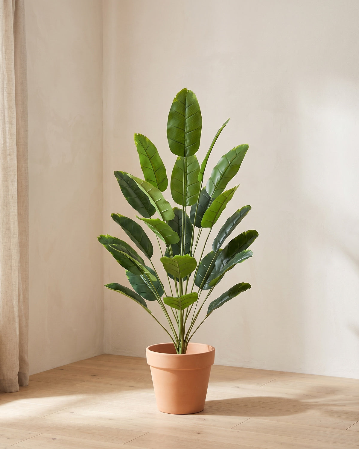 The same banana leaf bush in the corner of a bare sunlit room with pale oak floorboards