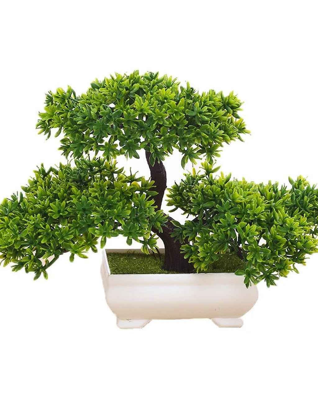 The bonsai on a plain white background, showing the shaped trunk and the spread of the canopy.