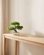 The same bonsai on a bare console table in a sunlit room