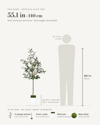 Size guide: 55 in / 140 cm artificial olive tree with white pot and moss, to scale beside a 5 ft 9 figure, with the sections in the box