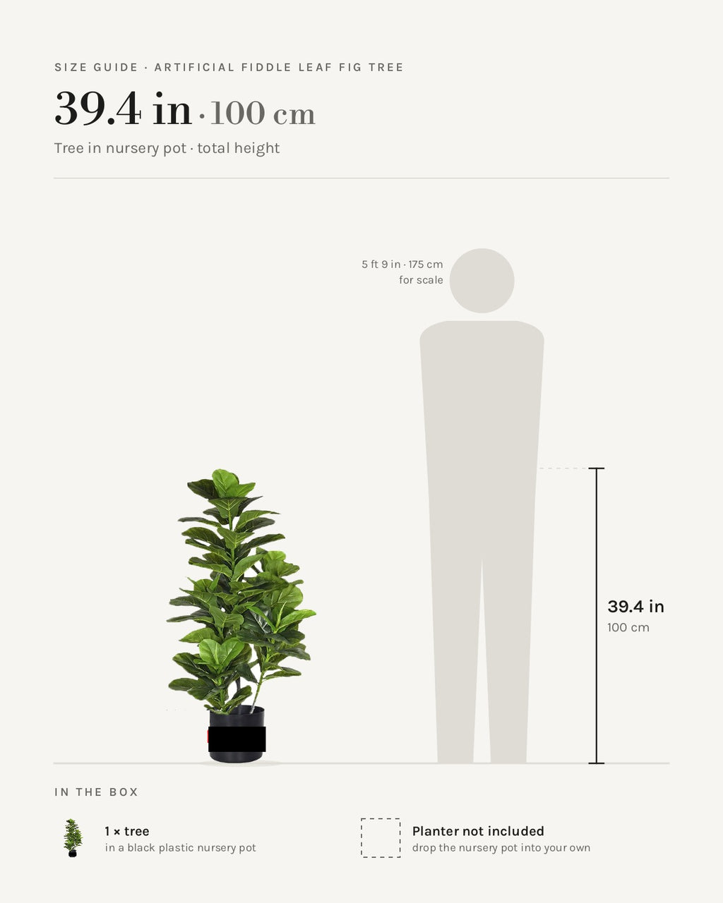 Size guide: 39.4 in tree in a nursery pot, beside a 5 ft 9 in figure
