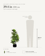 Size guide: 39.4 in tree in a nursery pot, beside a 5 ft 9 in figure