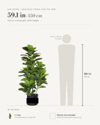 Size guide: 59.1 in tree in a nursery pot, beside a 5 ft 9 in figure