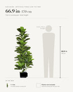 Size guide: 66.9 in tree in a nursery pot, beside a 5 ft 9 in figure