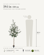 Size guide: 59 in / 150 cm artificial olive tree with ground spike, no pot, to scale beside a 5 ft 9 figure, with the sections in the box