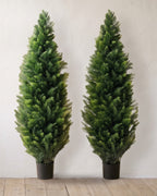 A pair of artificial cedar topiary trees at 60 in, in black nursery pots, against a warm white wall