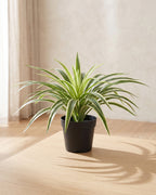 An artificial spider plant in a plain nursery pot on a pale oak table in a bright room; pot not included