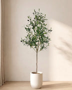 The 47 in artificial olive tree, the slimmest of the set, standing in a plain white pot on an oak floor; planter not included
