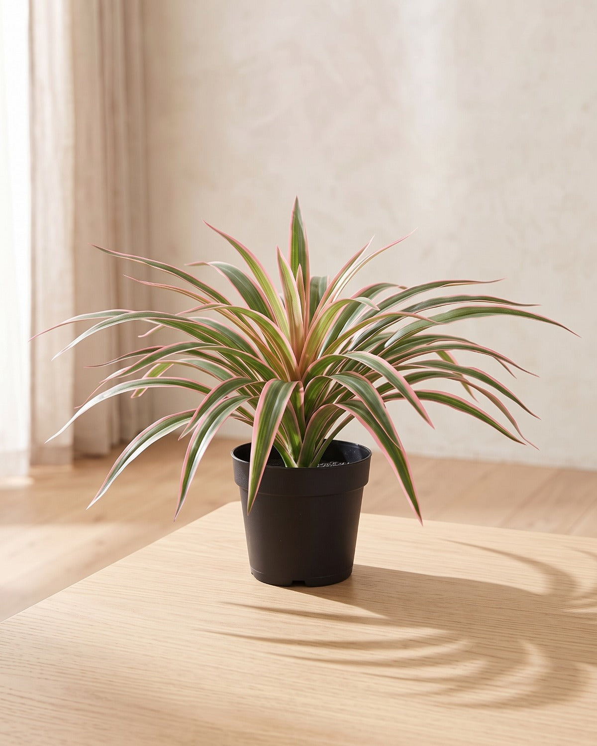 Pink edged artificial spider plant in a plain black nursery pot on a pale oak table; pot not included