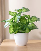 Green perilla artificial potted foliage plant in its white ceramic pot on a pale oak tabletop