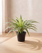 White striped artificial spider plant in a plain black nursery pot on a pale oak table; pot not included