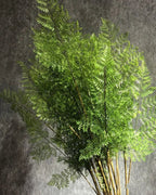 Artificial asparagus fern branches in a bunch against a gray backdrop