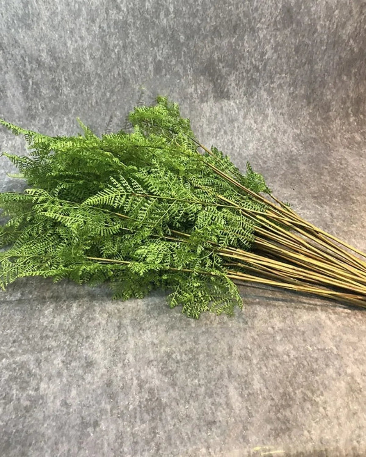 Artificial asparagus fern branches laid flat