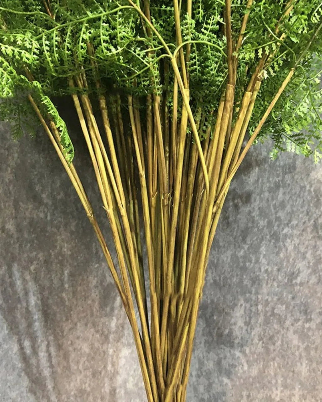 Artificial fern branches, stems seen from below the fronds