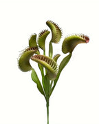 An artificial Venus flytrap on a plain background, its toothed traps open on flat green stems