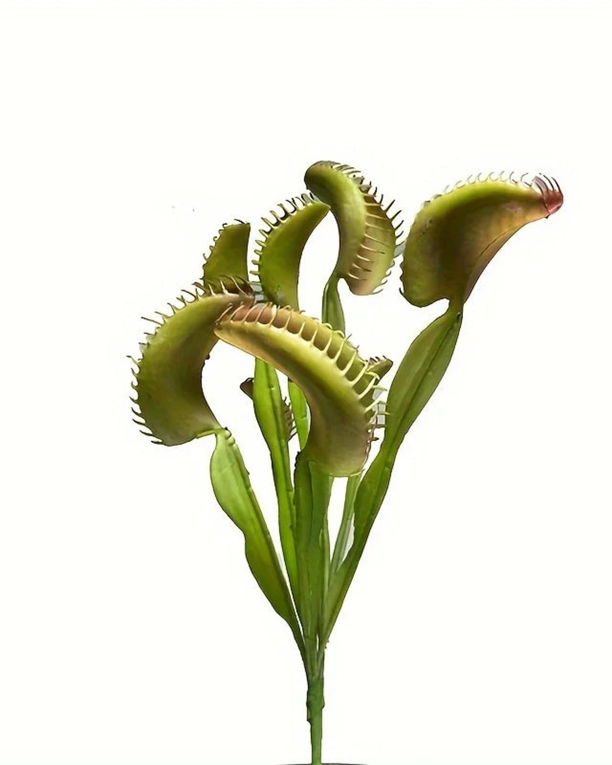 An artificial Venus flytrap, its traps clustered at the top of the stems
