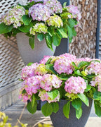 A stone effect plant pot planted with hydrangeas outdoors; plant not included