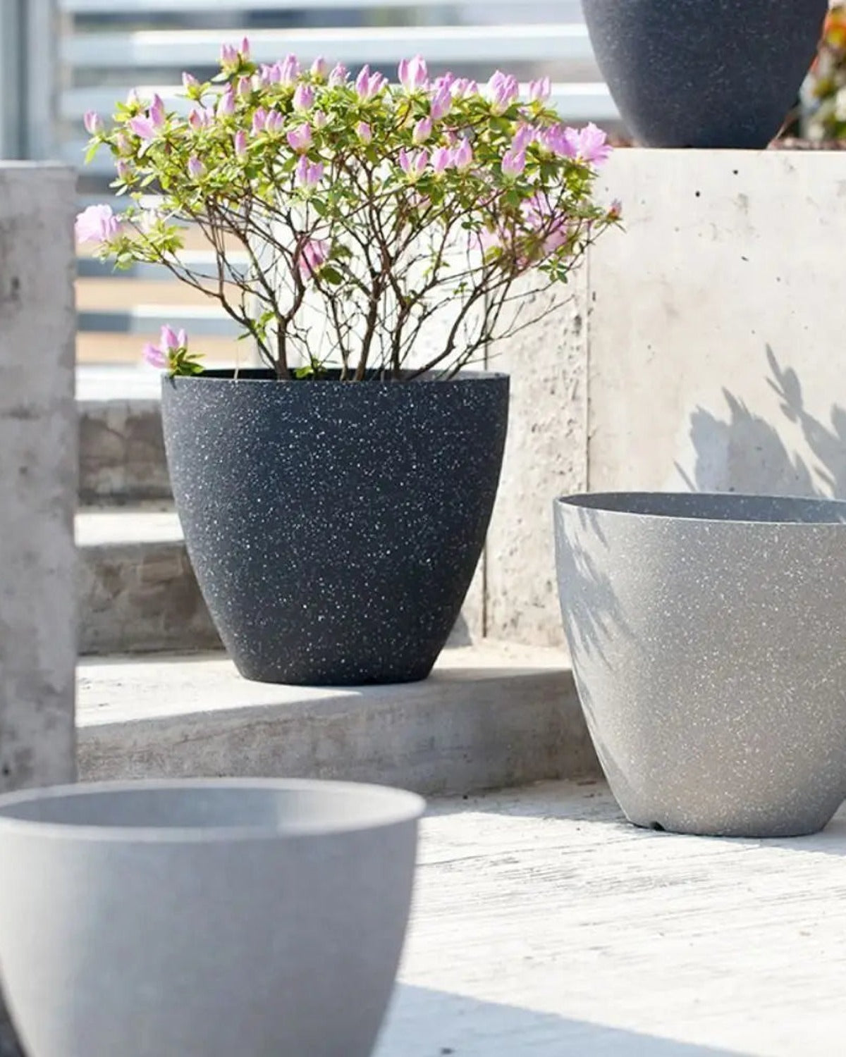 Stone effect plant pots planted with azaleas on a step; plants not included