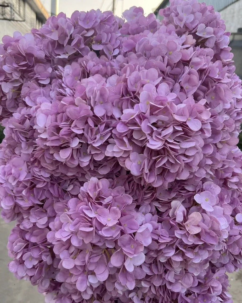 Light purple artificial hydrangea flowers filling the frame, the small florets in close view