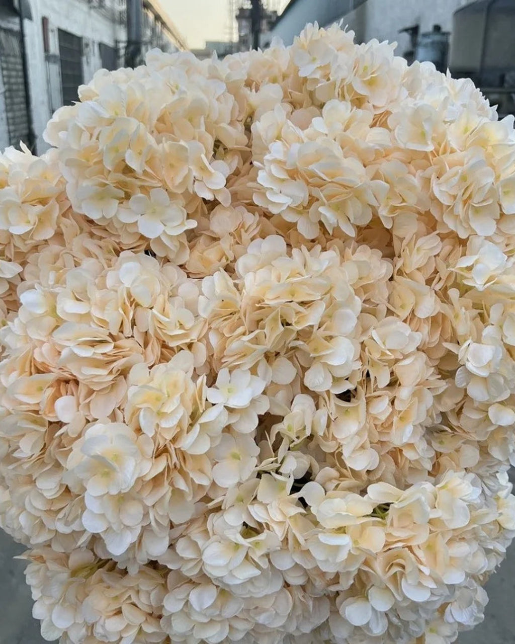 Champagne artificial hydrangea flowers filling the frame, the small florets in close view