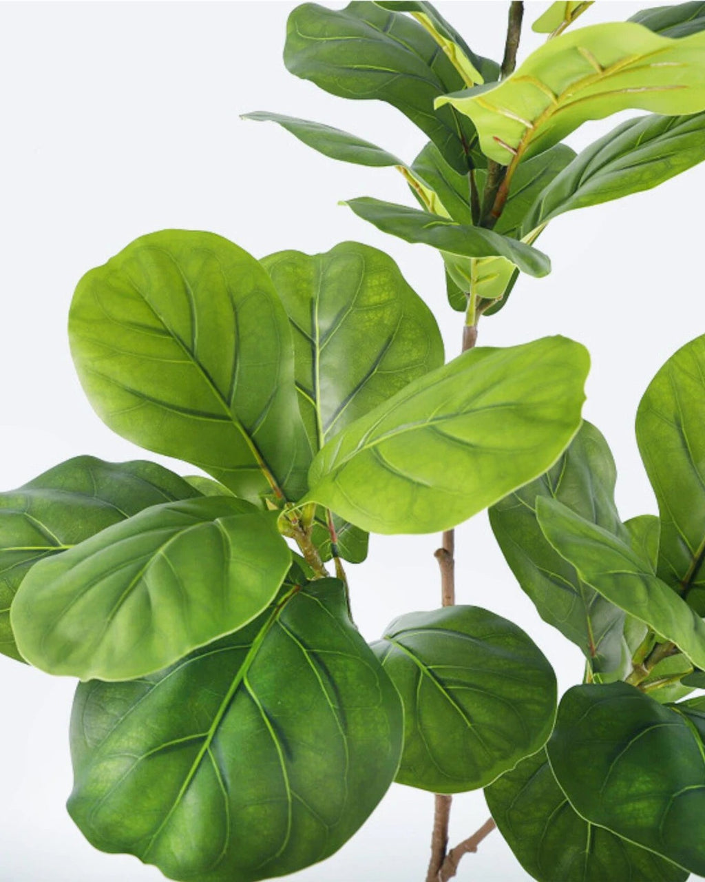 The violin shaped fiddle leaves in close view, showing the raised veins