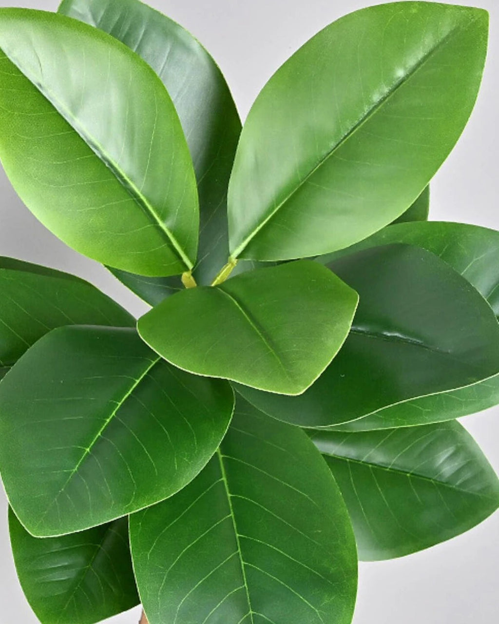 The smooth glossy oval leaves in close view