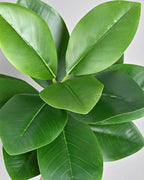 The smooth glossy oval leaves in close view