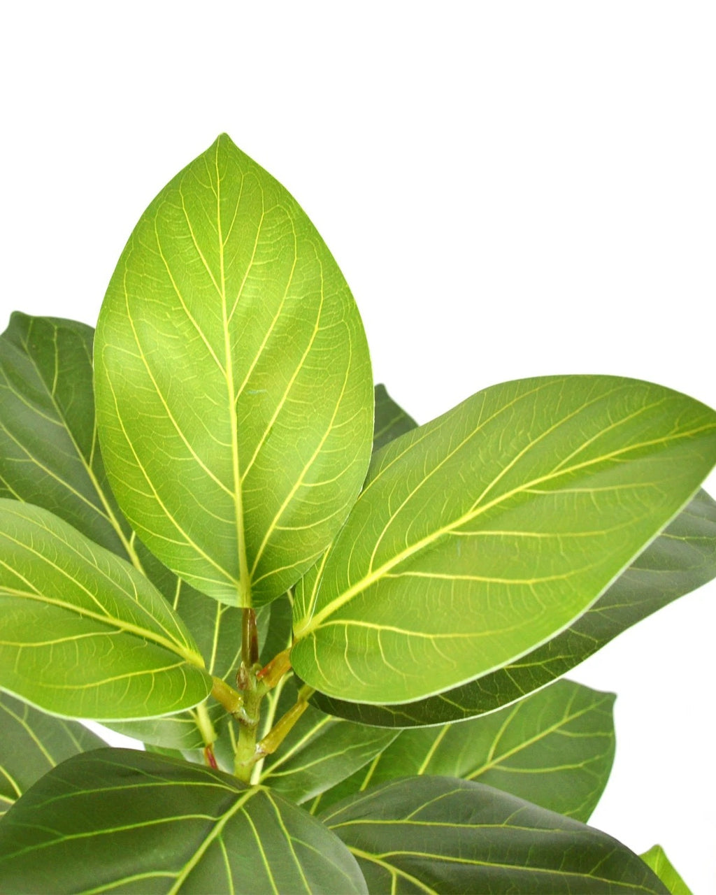 The veined variegated oval leaves in close view