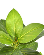 The veined variegated oval leaves in close view