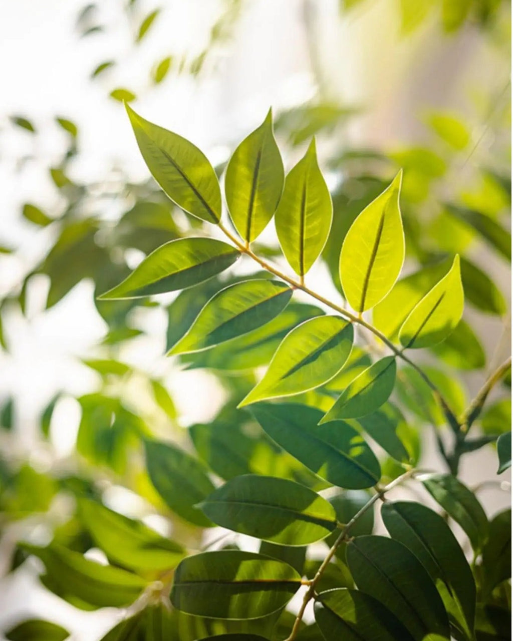 The fine feathery leaves in close view, lit from behind