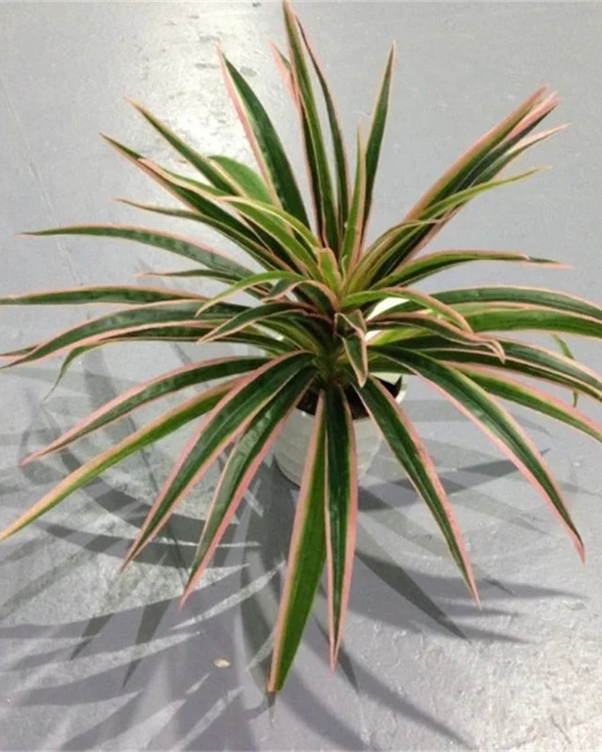 The pink artificial spider plant, its striped leaves arching out from the crown; pot not included