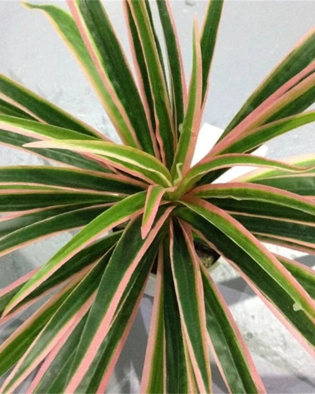 The pale stripe down the center of the artificial spider plant's leaves, in close view