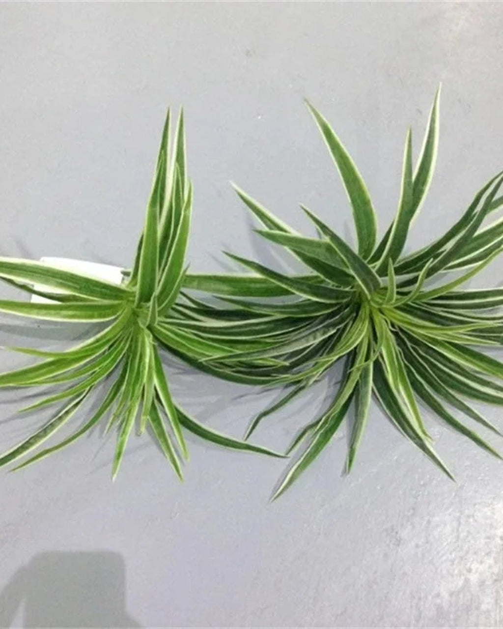 Two artificial spider plants side by side; each order is one plant, and no pot is included