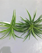 Two artificial spider plants side by side; each order is one plant, and no pot is included