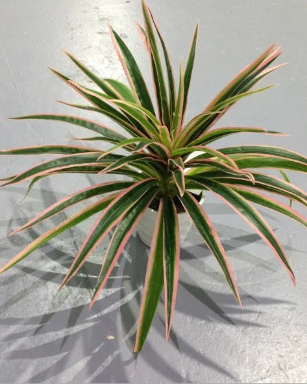 The pink artificial spider plant with fifty leaves, seen from above; pot not included