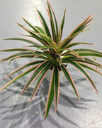 The pink artificial spider plant with fifty leaves, seen from above; pot not included