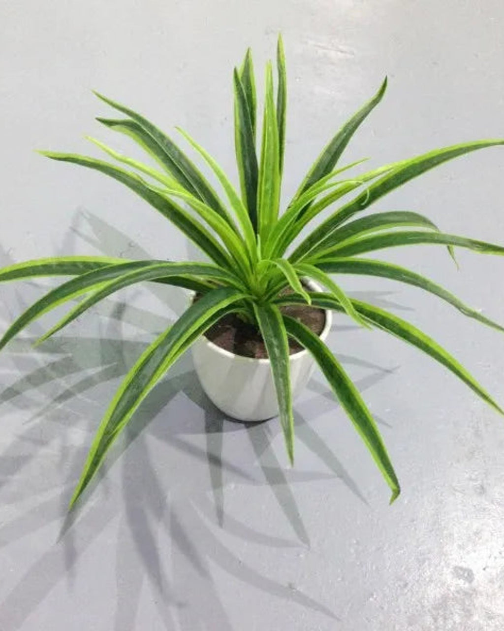 The green artificial spider plant with thirty leaves, seen from above; pot not included