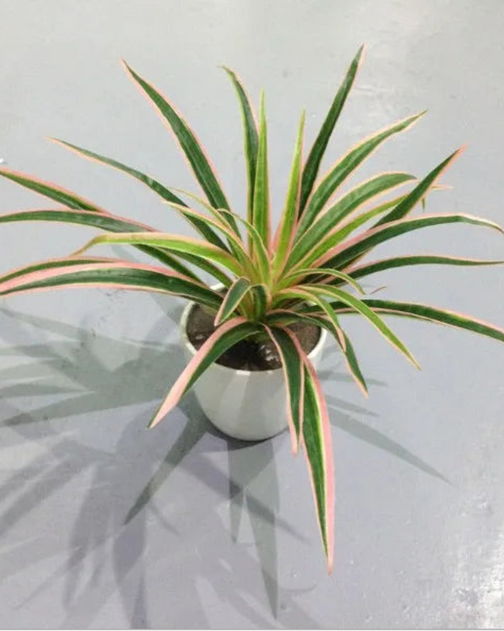 The pink artificial spider plant with thirty leaves, seen from above; pot not included