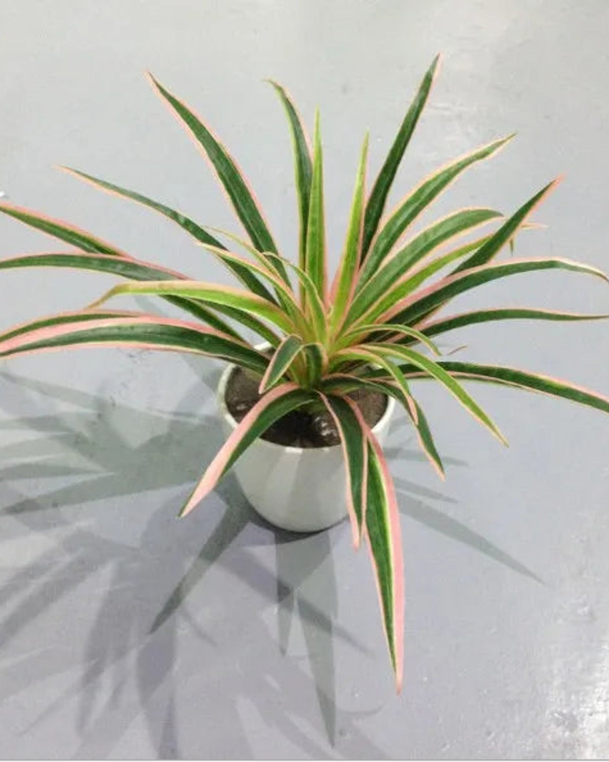 The pink artificial spider plant with thirty leaves, seen from above; pot not included