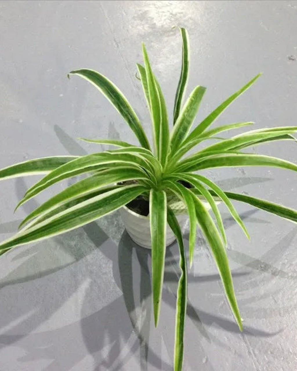 The white artificial spider plant with thirty leaves, seen from above; pot not included